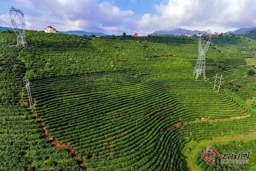 临沧推动茶叶产业转型升级，实现茶叶产量大幅增加