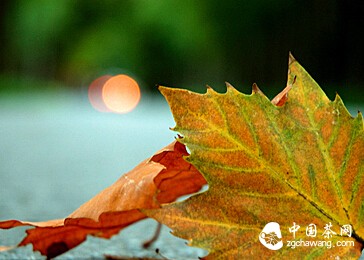 一蓑烟雨，一盏茶思