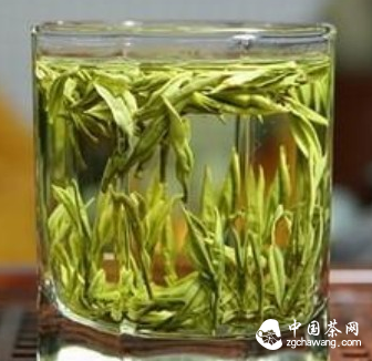 茶的生命故事