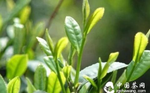 影响茶质的十七个因素