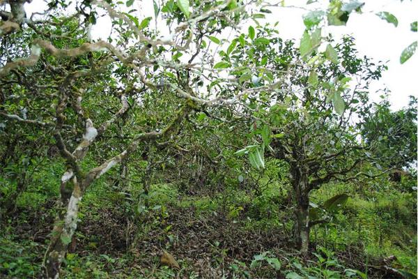 古六大茶山兴衰三百年