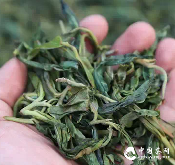 普洱茶“揉捻”工序的目的