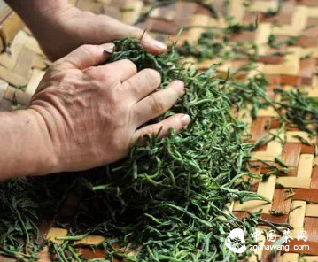 普洱茶“揉捻”工序的目的