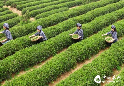 那些必须学会的辨茶技能