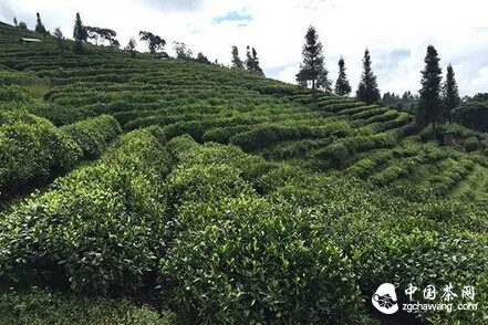 茶中奇葩的冲泡法：“冷水泡”