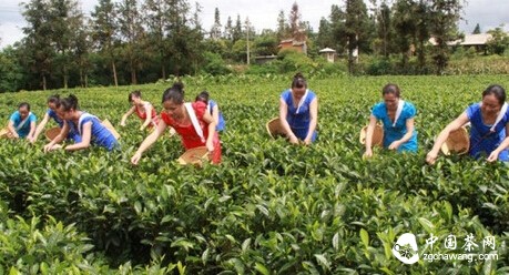 傣族与普洱茶