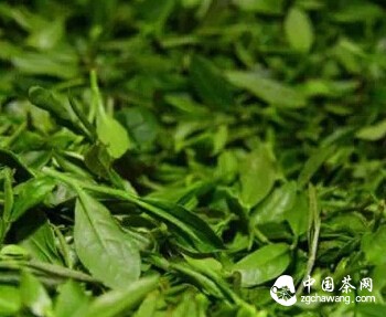 崂山绿茶的制作工艺