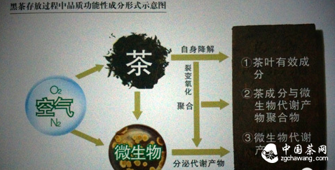 黑茶收藏的行动准则是什么？