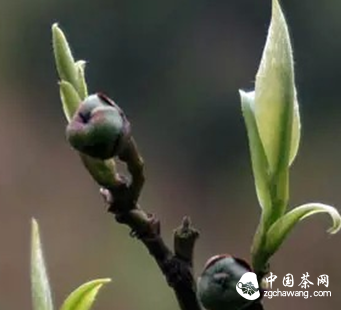 黑茶收藏的行动准则是什么？