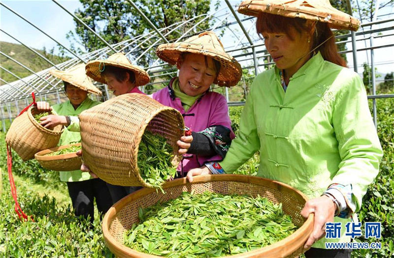 “南茶北移”开辟太行山区农户增收新路