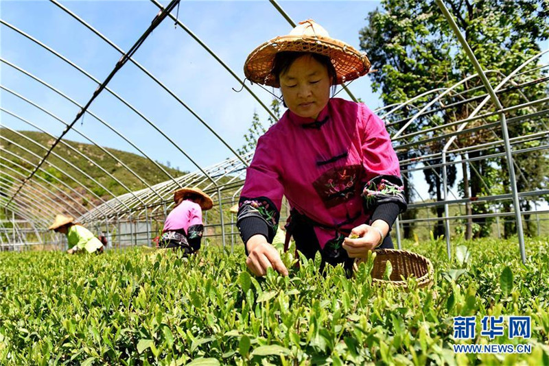 “南茶北移”开辟太行山区农户增收新路