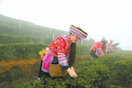 国际茶业年会 本周宜宾举行 将成立"世界茶业促进会"