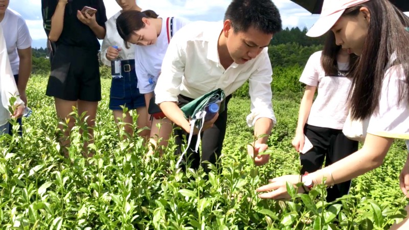 培训负责人讲解茶叶辨认知识