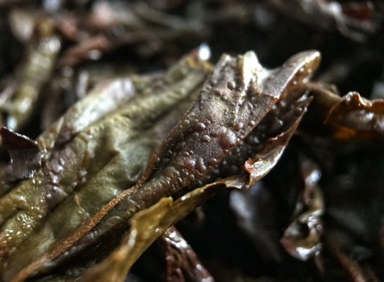 陈安胜：我坚持传统工艺制茶，茶叶的品质就是我的人品，我的生命