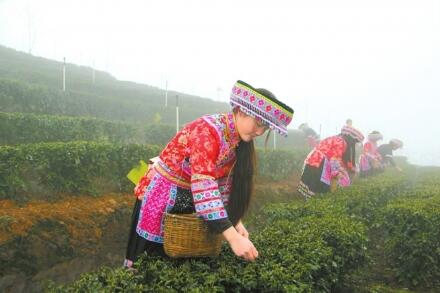 品第一缕茶香 宜宾最早春茶开采