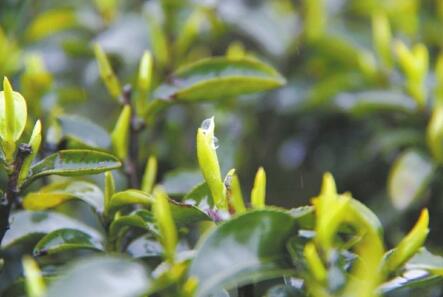 品第一缕茶香 宜宾最早春茶开采