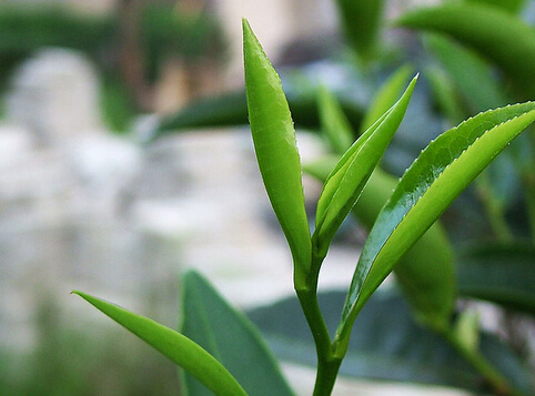 春茶可不能喝得糊里糊涂 | 春茶季，聊春茶