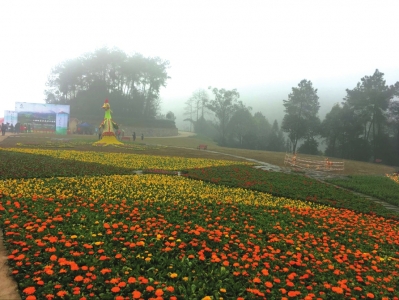 宜宾高县“茶香花海”景区正式开园