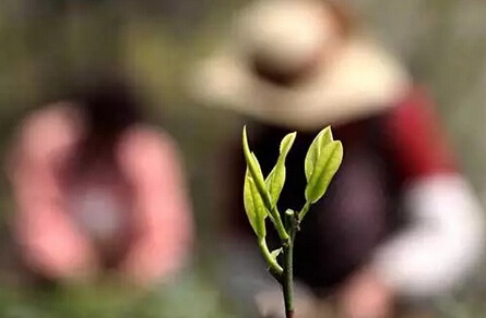 一片茶叶在深圳的N种死法