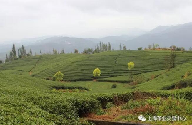 上海茶业交易中心带你探访福鼎白茶第一线