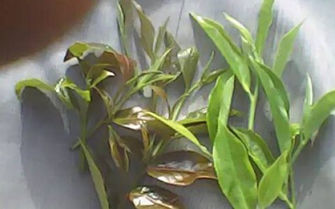 普洱茶中野生茶、野放茶、台地茶的鉴别