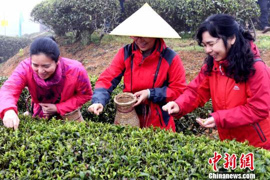 福州茉莉花茶“开春第一采” 闽茶香飘“一带一路”