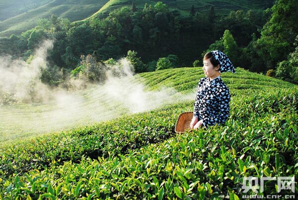 宜宾茶史：三千年茗香悠远芬芳