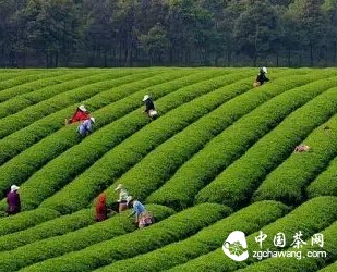 阳羡茶是什么茶，阳羡茶的品质、茶史