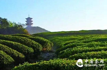 寻茶记 | 茶中故旧是“蒙山”