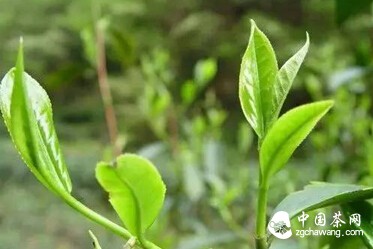 【节气之味】秋天的味道——秋茶、白露茶