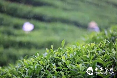 【节气之味】秋天的味道——秋茶、白露茶