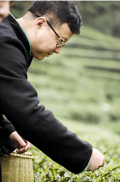 包茶园采头茶！ “城会玩”丁磊这次卖起了明前茶