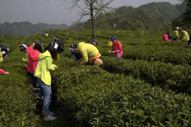 因味茶团队祁门红茶体验之旅