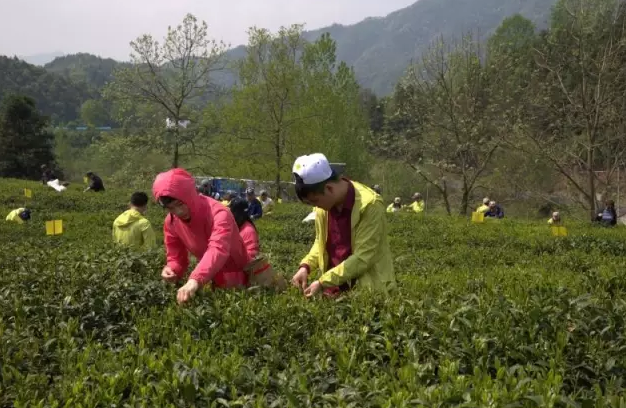 因味茶团队祁门红茶体验之旅