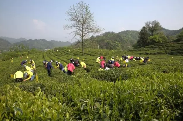 因味茶团队祁门红茶体验之旅