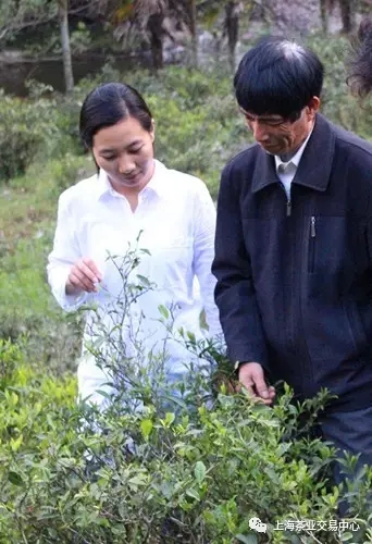 寻茶武夷·桐木村探秘