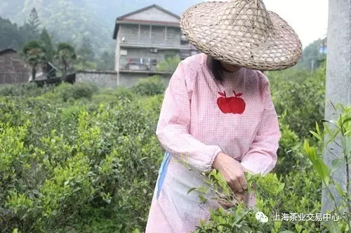 寻茶武夷·桐木村探秘