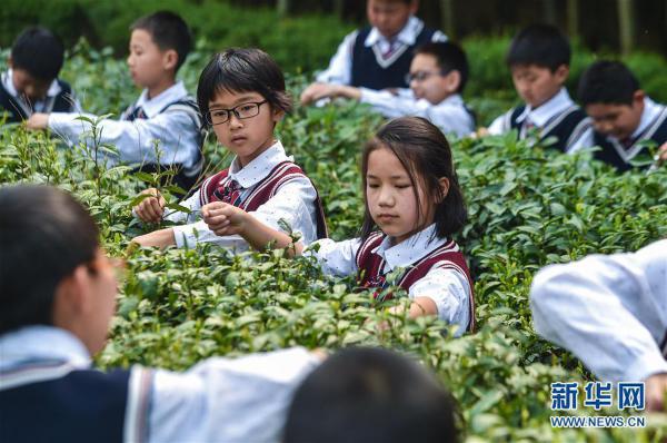 学采茶学制壶！乡村小学举办“茶文化日”