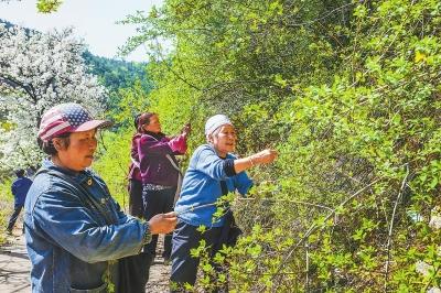 太行"茶"满山山村人倍忙