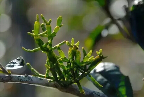 普洱茶里都有哪些“宝贝”呢？