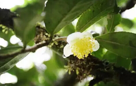 普洱茶里都有哪些“宝贝”呢？