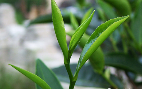 普洱茶分五香，舌辨六味