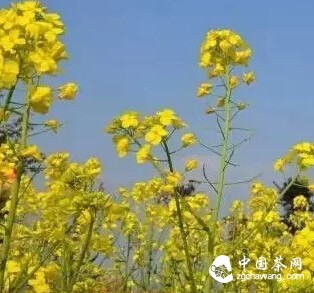 铁观音与油菜花的奇缘