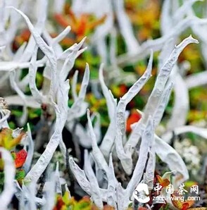 你认识六茶之外的“西域雪茶”