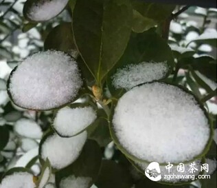 你认识六茶之外的“西域雪茶”