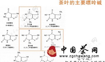 【科普】解读茶叶中主要成分：咖啡碱（二）