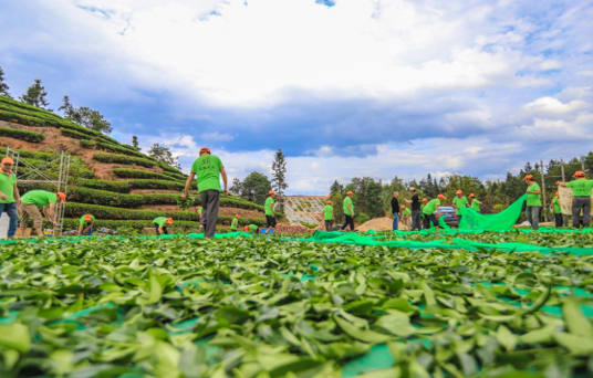 走近“肉桂王子”----探访武夷山最大的手工制茶工坊