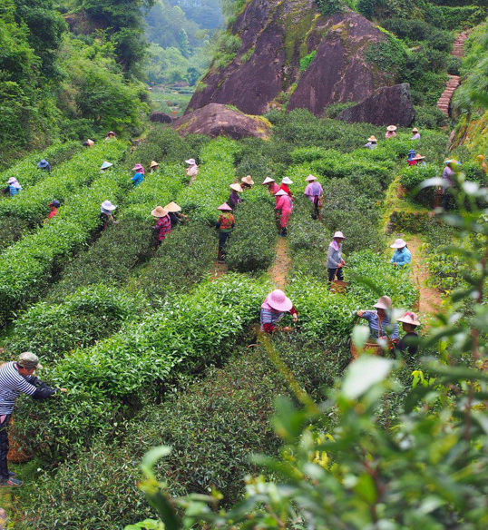 走近“肉桂王子”----探访武夷山最大的手工制茶工坊