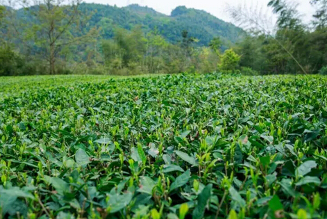 品完一杯春茶，就像饮下整个春天