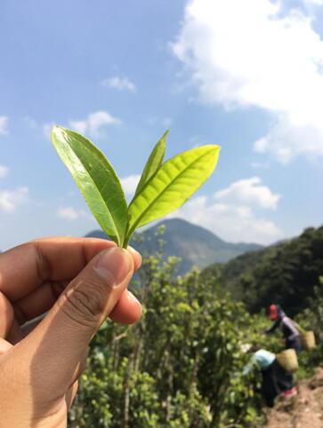 向往的生活 | 在摆尾箐的日子